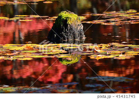 矢ノ原湿原へ行きました #43 矢ノ原湿原へ行きました #43 45431745