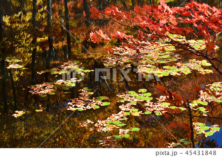 矢ノ原湿原へ行きました　　＃50 45431848