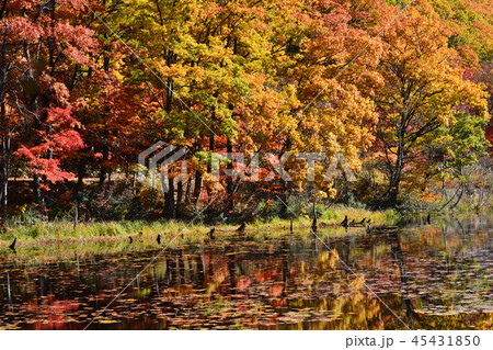 矢ノ原湿原へ行きました　　＃48 45431850