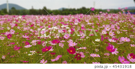 コスモス 済州 花 45431918