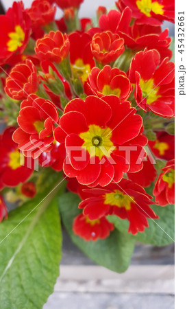 赤 花 春 45432661