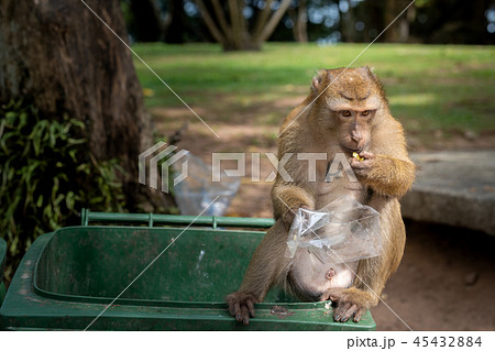 Monkey eating food from dirty trash. 45432884