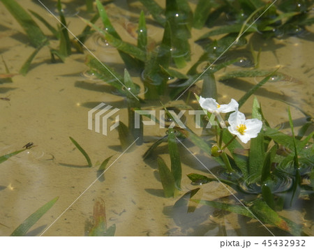 水田に咲くウリカワの花 ( 2017年7月夏 岐阜県恵那市 ) 水田に咲くウリカワの花 ( 2017年7月夏 岐阜県恵那市 ) 45432932