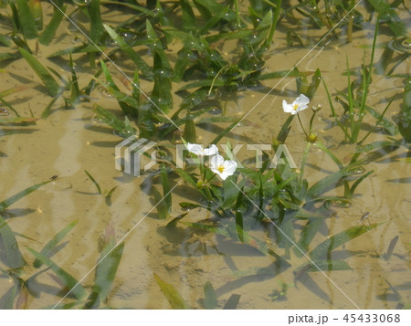 水田に咲くウリカワの花 ( 2017年7月夏 岐阜県恵那市 ) 45433068