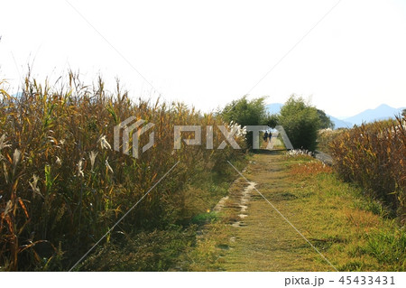 秋 葦原 夕焼け 45433431