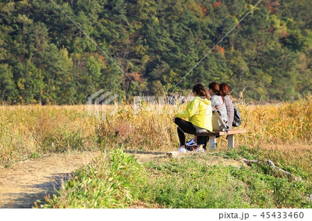 秋 葦原 夕焼け 45433460