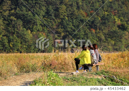 秋 葦原 夕焼け 45433462