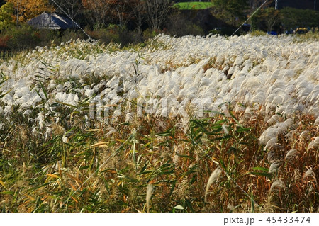 秋 葦原 夕焼け 45433474