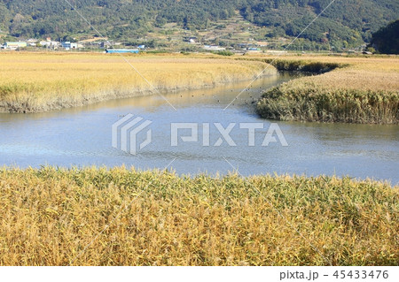 秋 葦原 夕焼け 45433476