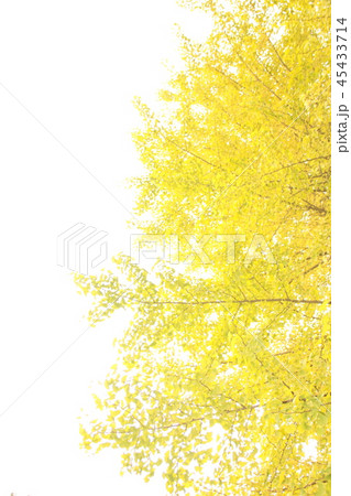 学園のイチョウ 45433714