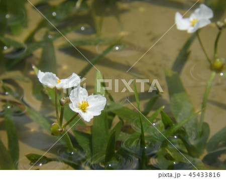 水田に咲くウリカワの花 ( 2017年7月夏 岐阜県恵那市 ) 45433816