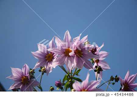 キダチダリアと青空 45434486