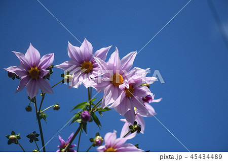 キダチダリアと青空 45434489
