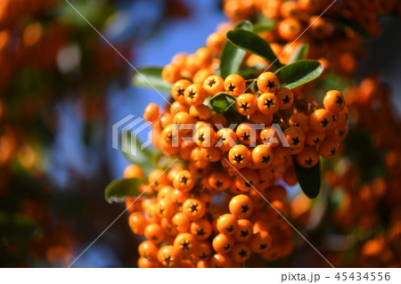 タチバナモドキの実 45434556