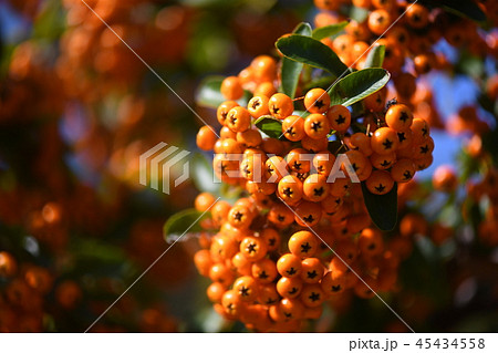 タチバナモドキの実 45434558