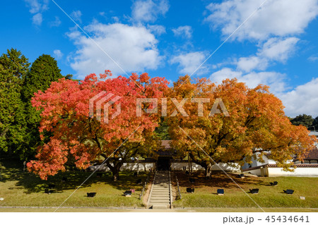 楷の木の紅葉 楷の木の紅葉 45434641