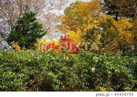 行ってみよう紅葉の八幡平ふけの湯 45434735