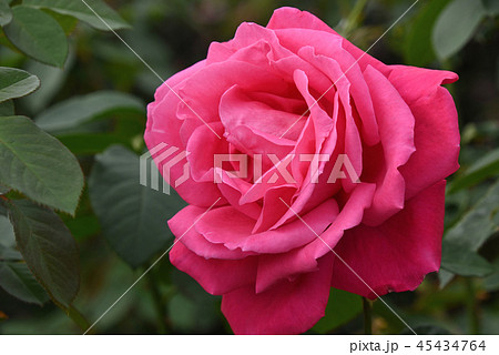 バラ（マリア・カラス） 45434764