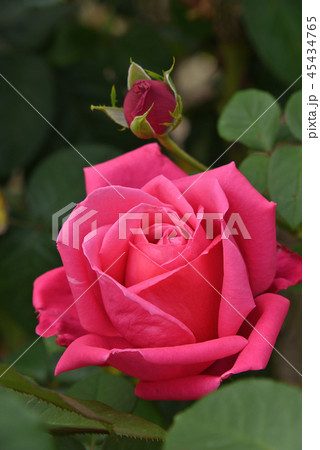 バラ(マリア・カラス) バラ(マリア・カラス) 45434765