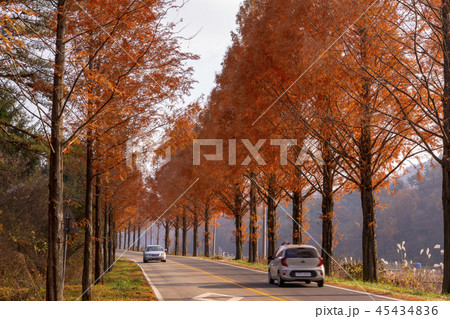 観光 自然 道路 45434836