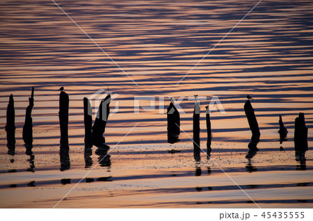 琵琶湖の夜明け 杭のある風景 琵琶湖の夜明け 杭のある風景 45435555