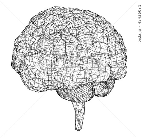 3D outline brain. Vector rendering of 3d 45436031