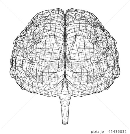 3D outline brain. Vector rendering of 3d 45436032