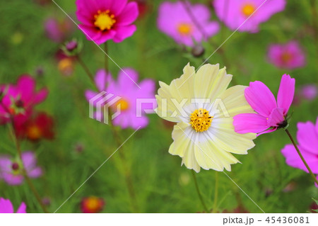秋の花コスモス 45436081
