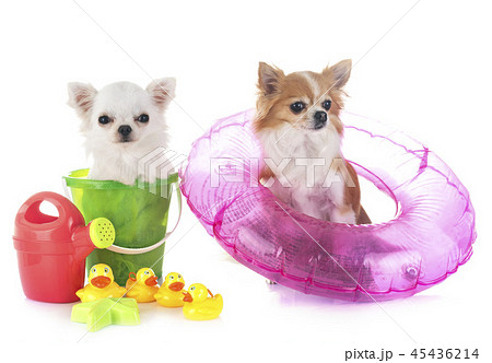 chihuahuas in holidays chihuahuas in holidays 45436214