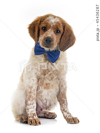 puppy brittany spaniel puppy brittany spaniel 45436287