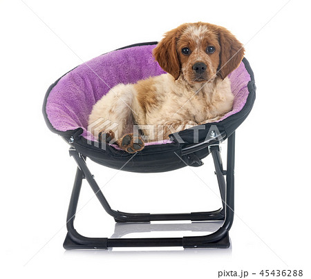 puppy brittany spaniel 45436288