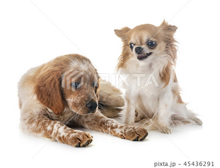 puppy brittany spaniel and chihuahua 45436291
