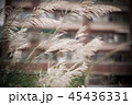 白色 白 ホワイト 45436331