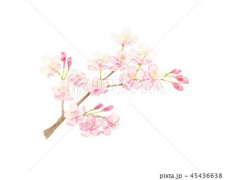 桜 水彩イラストのイラスト素材