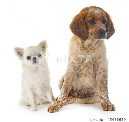 puppy brittany spaniel and chihuahua 45436639