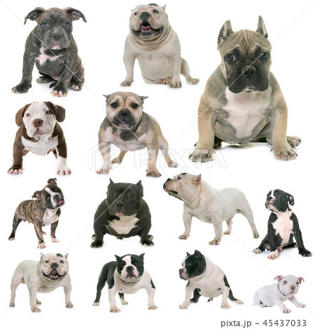 group of american bully group of american bully 45437033