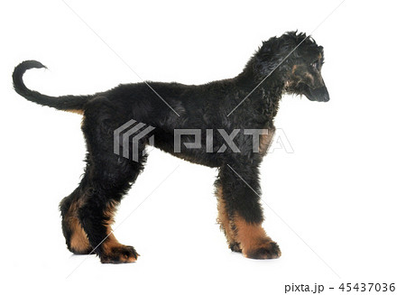 puppy afghan hound 45437036