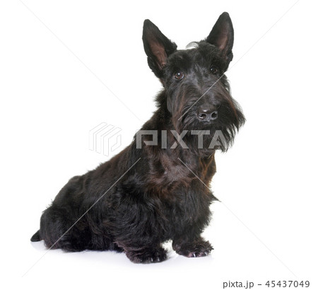 young scottish terrier 45437049