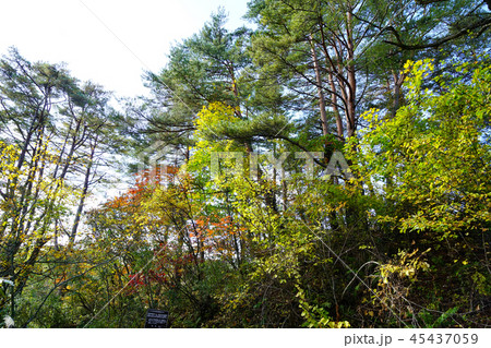 五色沼　紅葉　福島県」 45437059