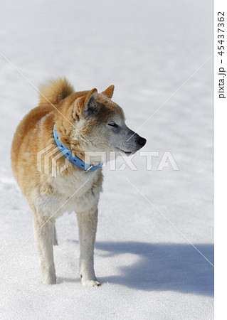 雪原で遊ぶ柴犬 45437362