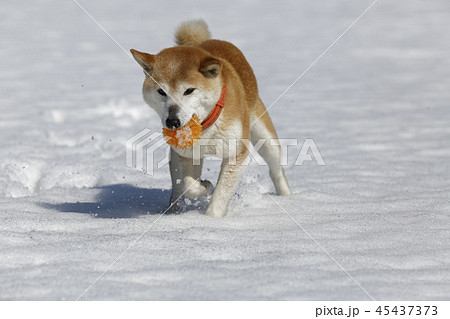 雪原で遊ぶ柴犬 雪原で遊ぶ柴犬 45437373