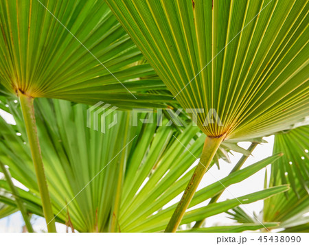 緑 緑色 文様 45438090