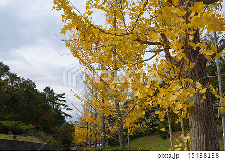 イチョウ イチョウ 45438138