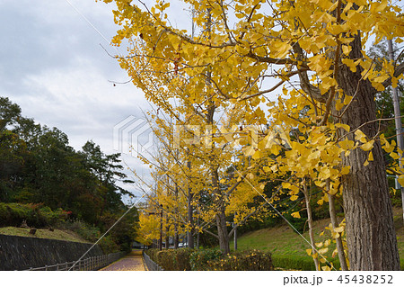 イチョウ イチョウ 45438252