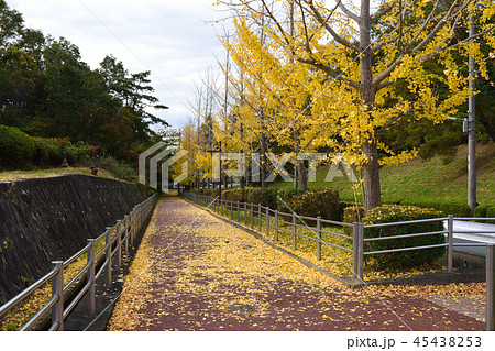 イチョウ イチョウ 45438253