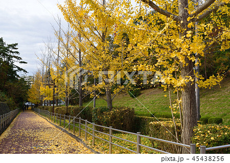 イチョウ イチョウ 45438256