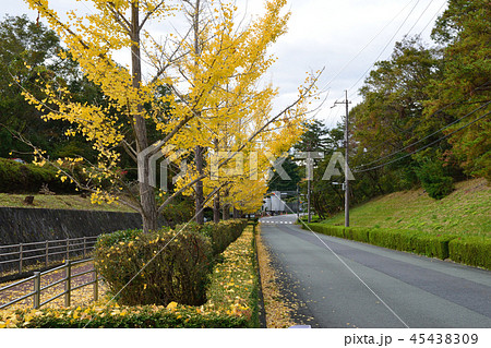 イチョウ イチョウ 45438309