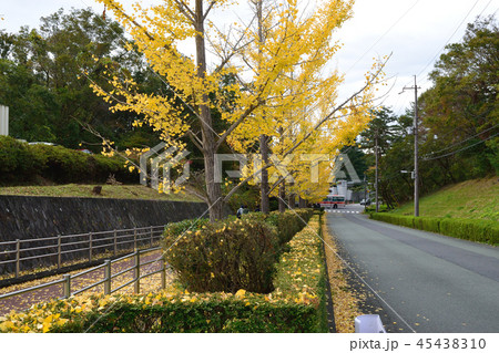 イチョウ イチョウ 45438310