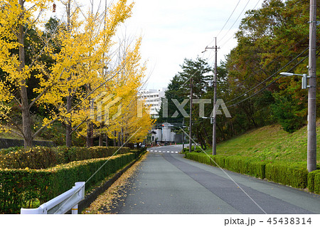 イチョウ イチョウ 45438314