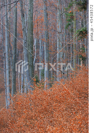 Autumn Birch grove 45438572